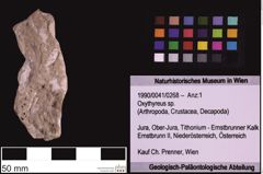 Foto (Objekt + Etiketten) von Oxythyreus sp. (NHMW-GEO-1990-0041-0268)